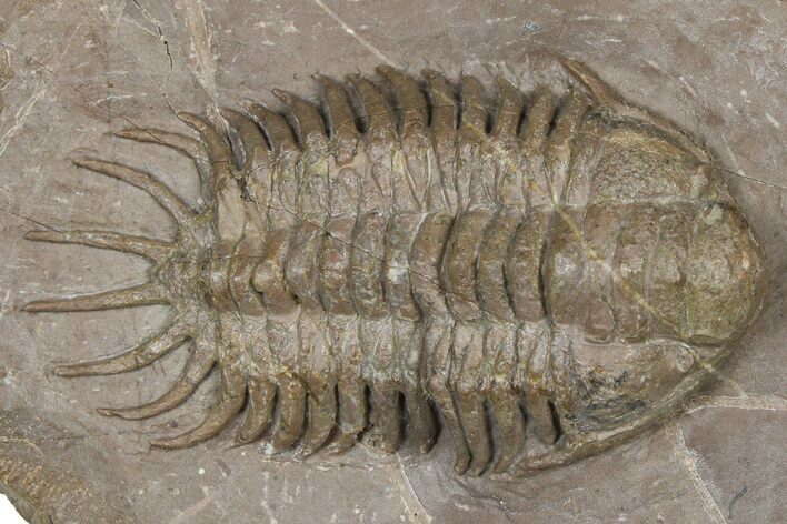 Crotalocephalus Trilobite - Jorf, Morocco #368601